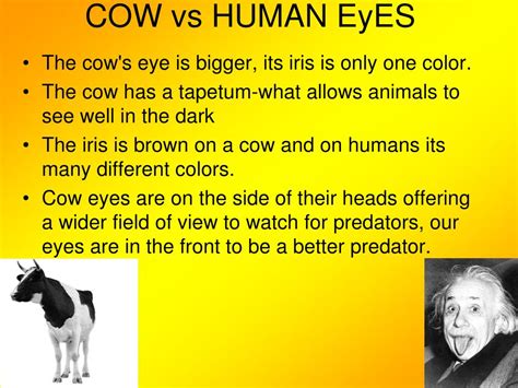 are cow eyes similar to humans